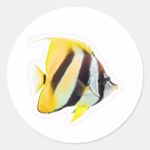 Sticker Rond Poisson Papillon Exotique - Beauté Vibrante de la