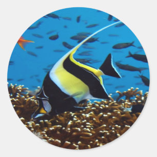 Sticker Rond Poisson tropical