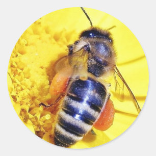 Sticker Rond Pollen de fleurs d'abeilles