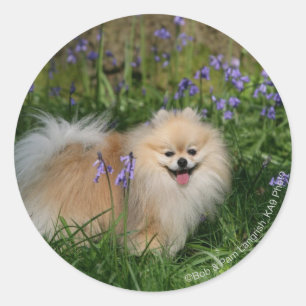 Sticker Rond Pomeranian se tenant regardant l'appareil-photo