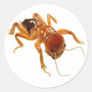 Sticker Rond Pomme de terre