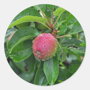 Sticker Rond Pomme rouge fraîche sur l'arbre