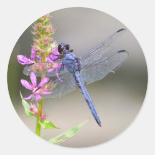 Sticker Rond Pondhawk oriental