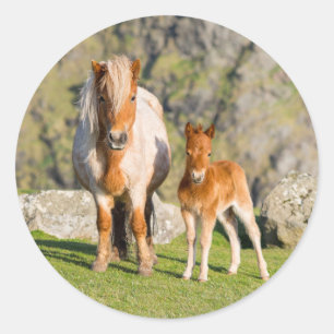 Sticker Rond Poney Shetland dans un pâturage près de hautes fal