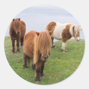 Sticker Rond Poney Shetland dans un pâturage près de hautes fal
