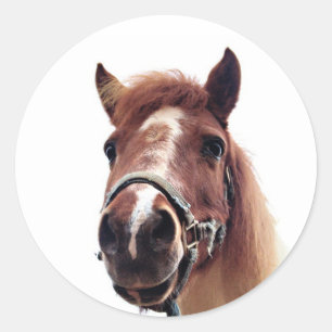 Sticker Rond Pony Brown