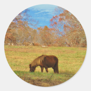 Sticker Rond Pony miniature Brown