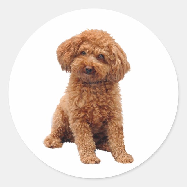 Sticker Rond Poodle - Jouet (abricot) (Devant)