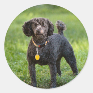 Sticker Rond Poodles