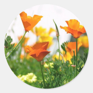 Sticker Rond Poppies de Californie