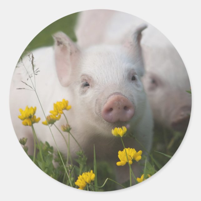 Sticker Rond Porcelet blanc entouré par les fleurs jaunes (Devant)