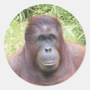 Sticker Rond Portrait animal Orangoutan Photo