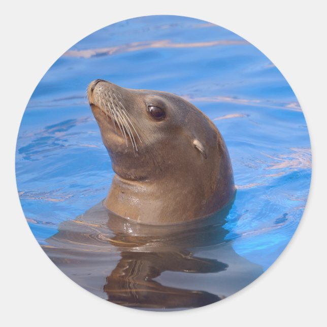 Sticker Rond Portrait California Sea Lion (Devant)
