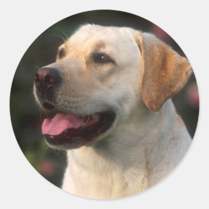 Sticker Rond Portrait De Labrador Retriever, Hilton