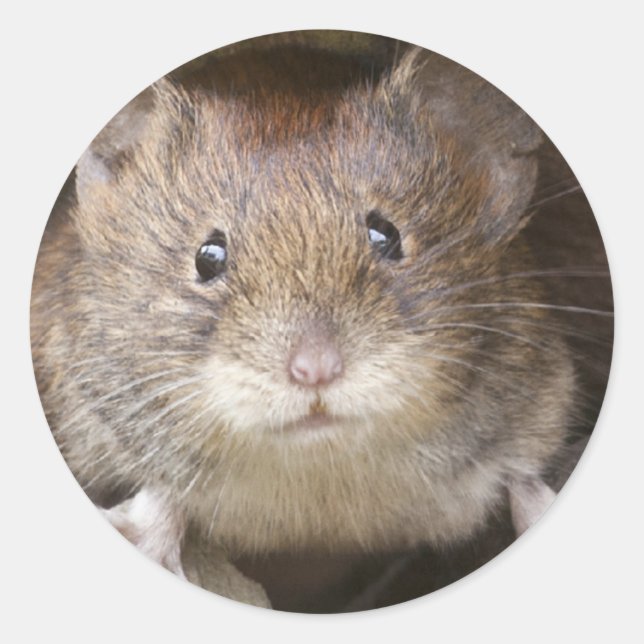 Sticker Rond Portrait de souris (Devant)