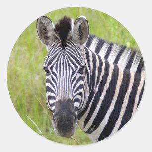 Sticker Rond Portrait de zèbre des plaines, Hluhluwe-Umfolozi G