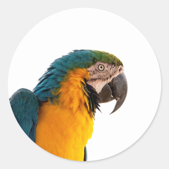 Sticker Rond Post-it Notes perroquet (Devant)