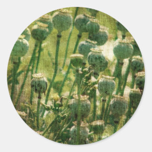 Sticker Rond Pots de graines de fleurs de pavot