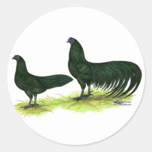 Sticker Rond Poules Sumatra noires