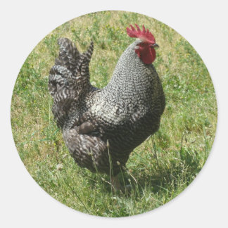 Sticker Rond Poulet de roche de Plymouth
