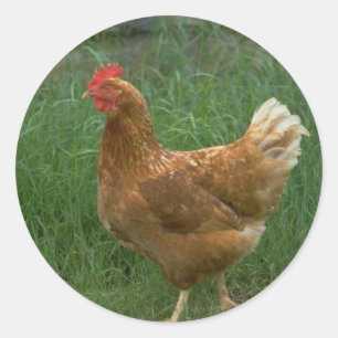Sticker Rond Poulet libre