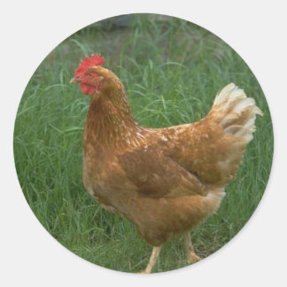 Sticker Rond Poulet libre