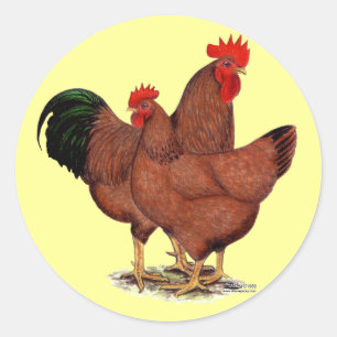 Sticker Rond Poulets rouges de production