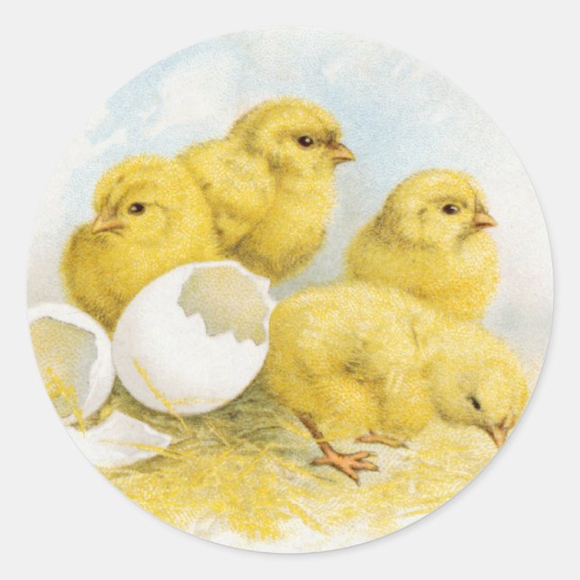 Sticker Rond Poulets vintages pour bébés (Devant)