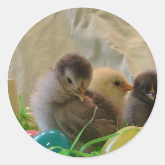 Sticker Rond Poussins de Pâques (Devant)