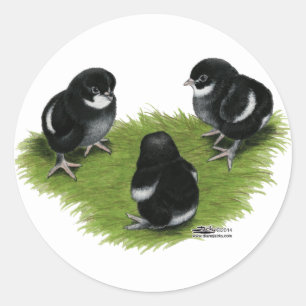 Sticker Rond Poussins Marans Noir Cuivré