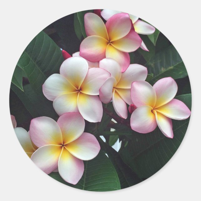 Sticker Rond Pretty Pink et Yellow Plumeria Floral Photo (Devant)