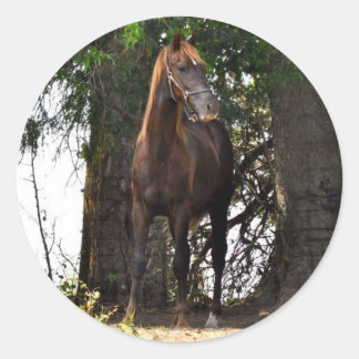 Sticker Rond Produits Morgan Horse ! !