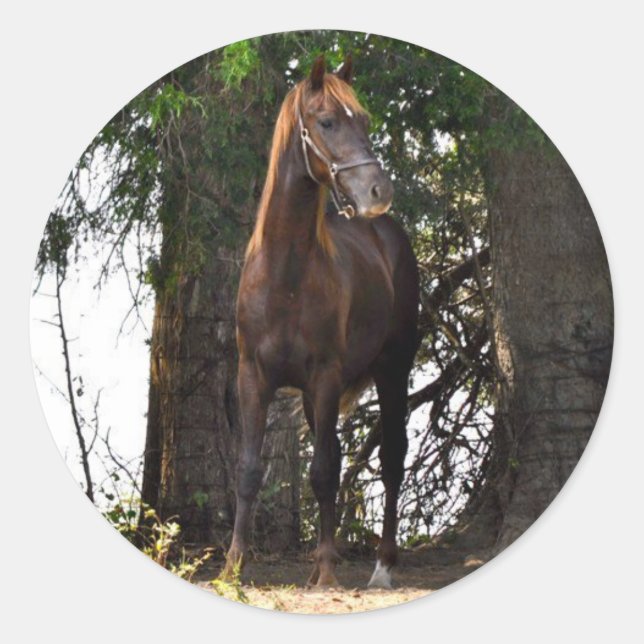 Sticker Rond Produits Morgan Horse ! ! (Devant)