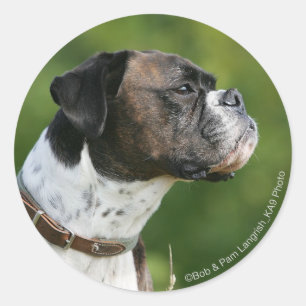 Sticker Rond Profil de chien de boxe