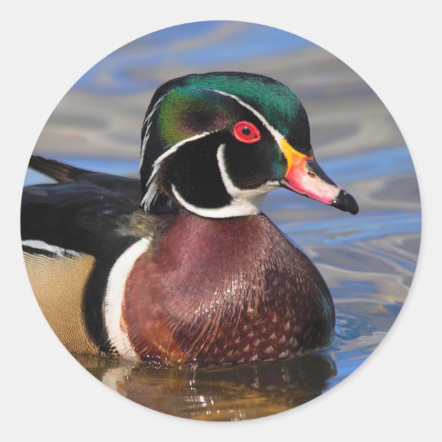 Sticker Rond Profil d'un beau canard à bois sur l'eau (Devant)