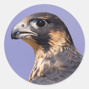 Sticker Rond Profil d'un faucon pèlerin juvénile