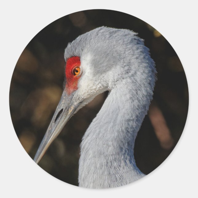 Sticker Rond Profil d'une grue de Sandhill (Devant)