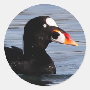 Sticker Rond Profil d'une macreuse Drake de surf