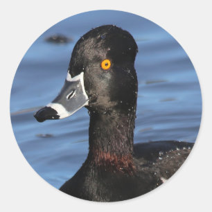 Sticker Rond Profil éclairé d'un canard à anneaux