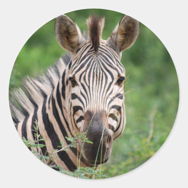 Sticker Rond Profil Zebra (Devant)