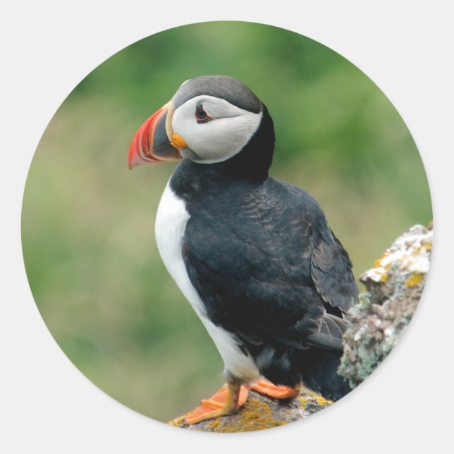 Sticker Rond Puffin (Devant)