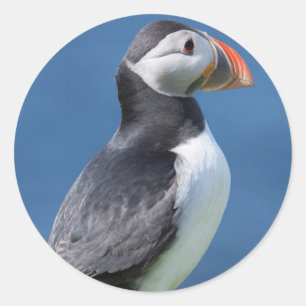 Sticker Rond Puffin Atlantique (Fratercula Arctica) Sur Cliff