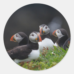 Sticker Rond Puffin Gang
