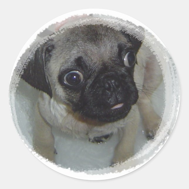 Sticker Rond Pug puppy (Devant)