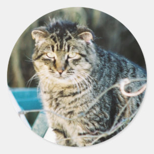 Sticker Rond Punk Rock Feral Tom Chat