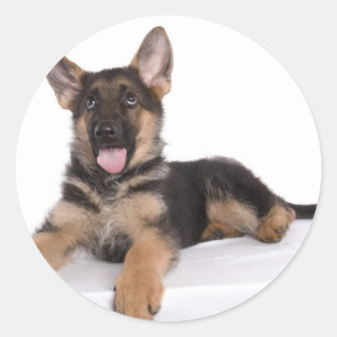 Sticker Rond puppy German shepherd