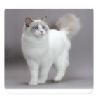 Purfection de chats à poupée bleue