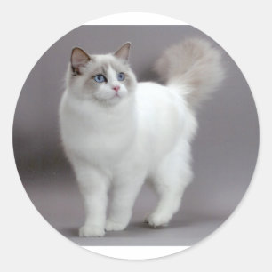 Sticker Rond Purfection de chats à poupée bleue