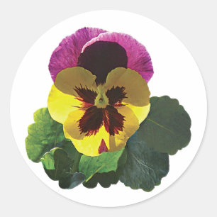 Sticker Rond Purple and Yellow Pany