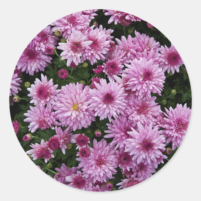 Sticker Rond Purple Chrysanthemum X Morifolium Fleurs (Devant)